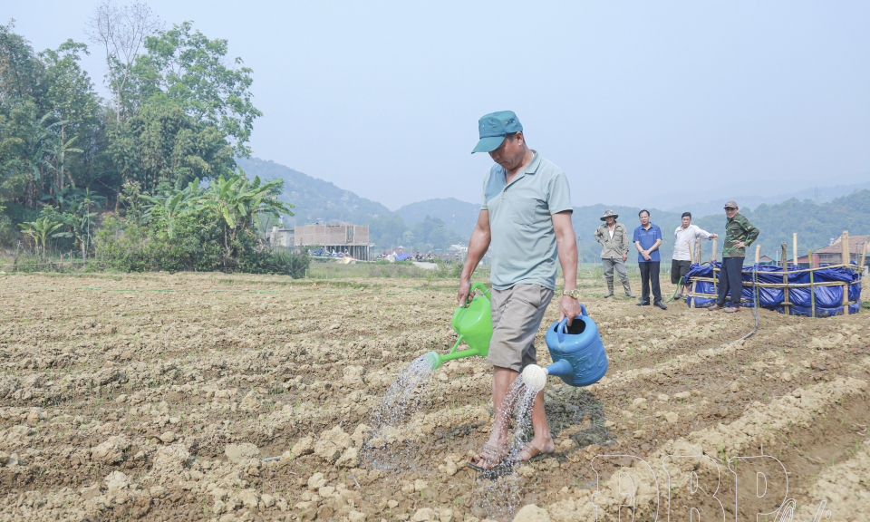 Trồng rau tr&ecirc;n đất l&uacute;a một vụ