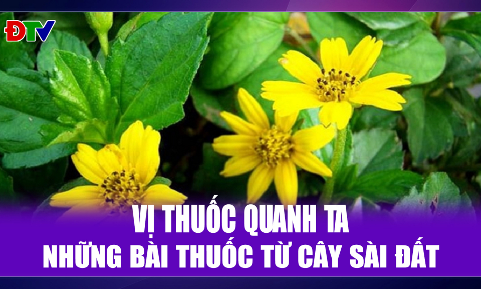Những b&agrave;i thuốc từ c&acirc;y s&agrave;i đất