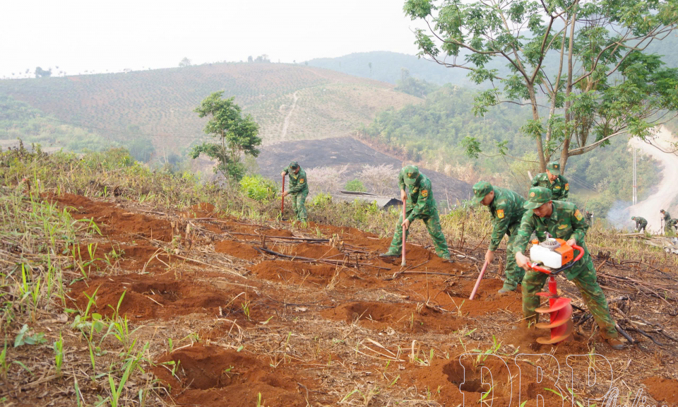 Lực lượng vũ trang tỉnh tham gia đẩy nhanh tiến độ trồng mắc ca, c&agrave; ph&ecirc; 