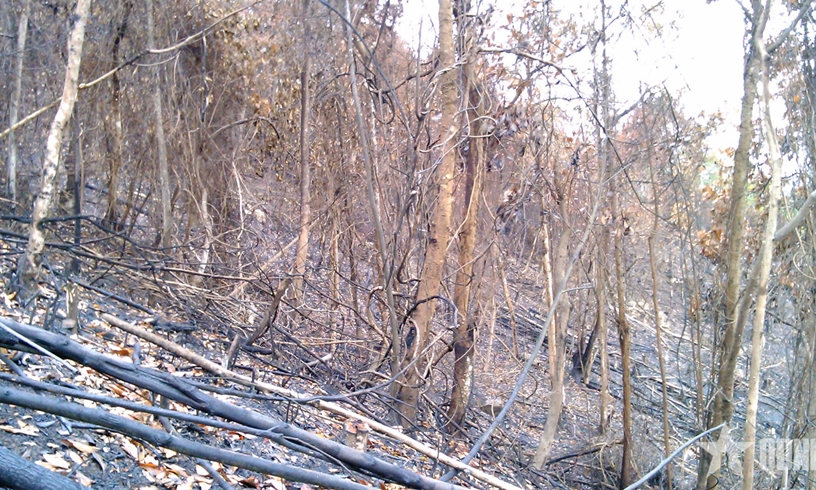 Cảnh b&aacute;o nguy cơ ch&aacute;y rừng trong cả nước