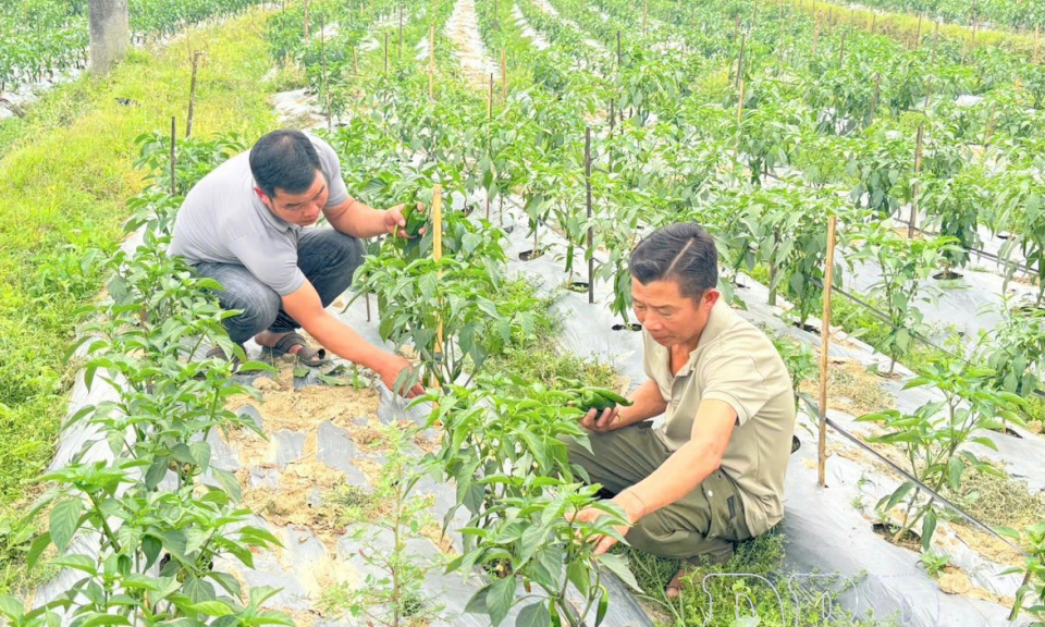 Ớt J xanh mở hướng tho&aacute;t ngh&egrave;o cho n&ocirc;ng d&acirc;n