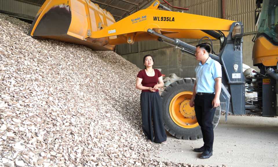 Gi&aacute; sắn tăng cao, n&ocirc;ng d&acirc;n phấn khởi