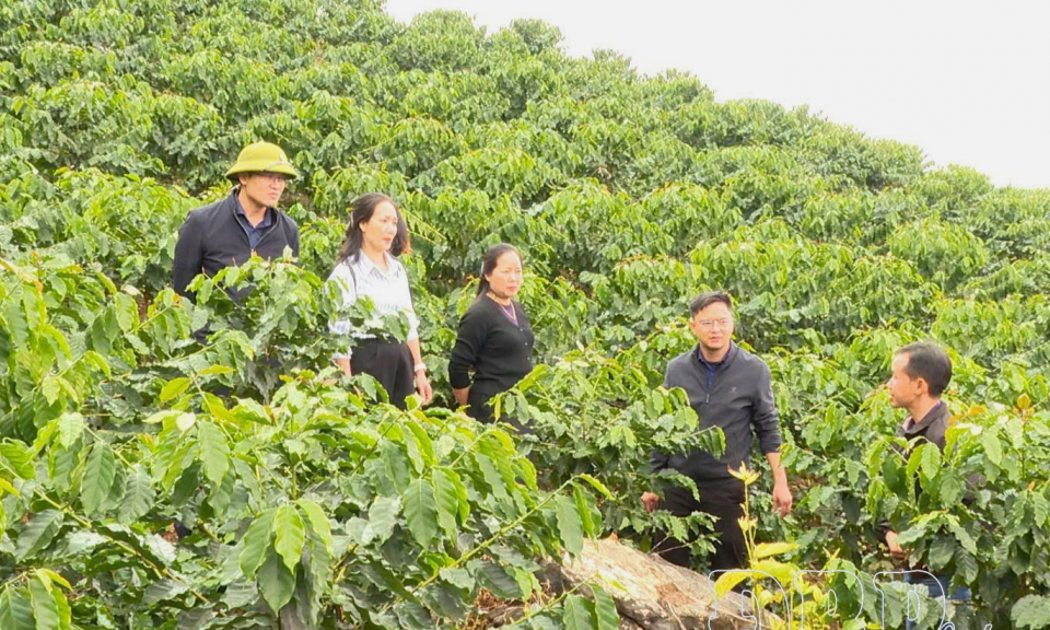 C&agrave; ph&ecirc; tr&ecirc;n đất Qu&agrave;i Tở