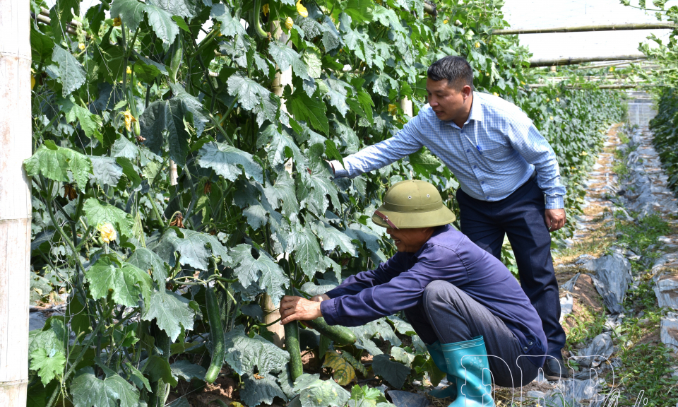 B&iacute; xanh b&eacute;n rễ đất Nậm K&egrave;