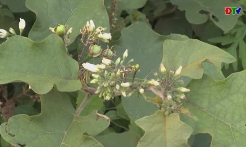 N&acirc;ng tầm gi&aacute; trị từ m&ocirc; h&igrave;nh trồng v&agrave; chế biến c&agrave; gai leo