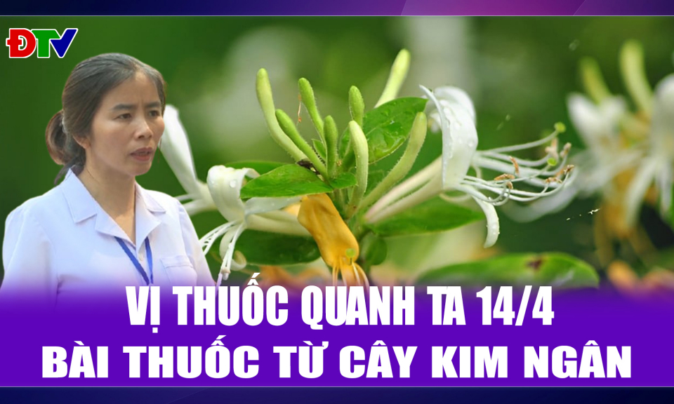 B&agrave;i thuốc từ c&acirc;y kim ng&acirc;n