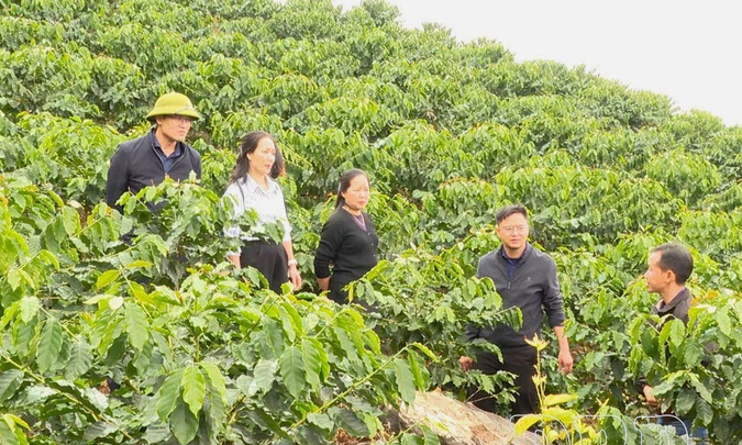 Coffee transforms livelihoods in Qu&agrave;i Tở