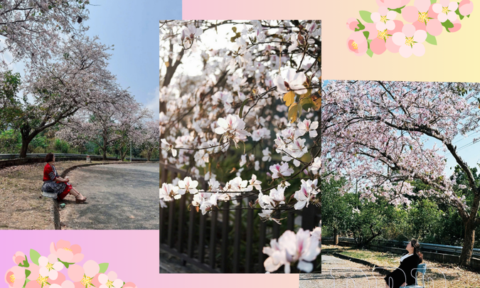 Where iconic blossoms stop travelers during their stay in Điện Bi&ecirc;n