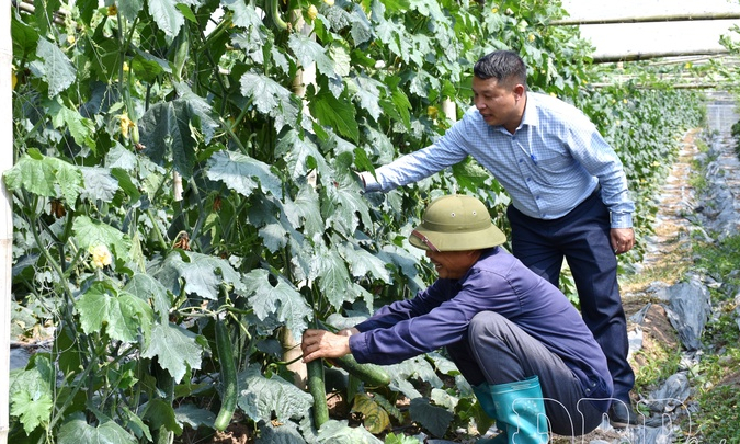 Green gold: Wax gourds take root in Nậm K&egrave;