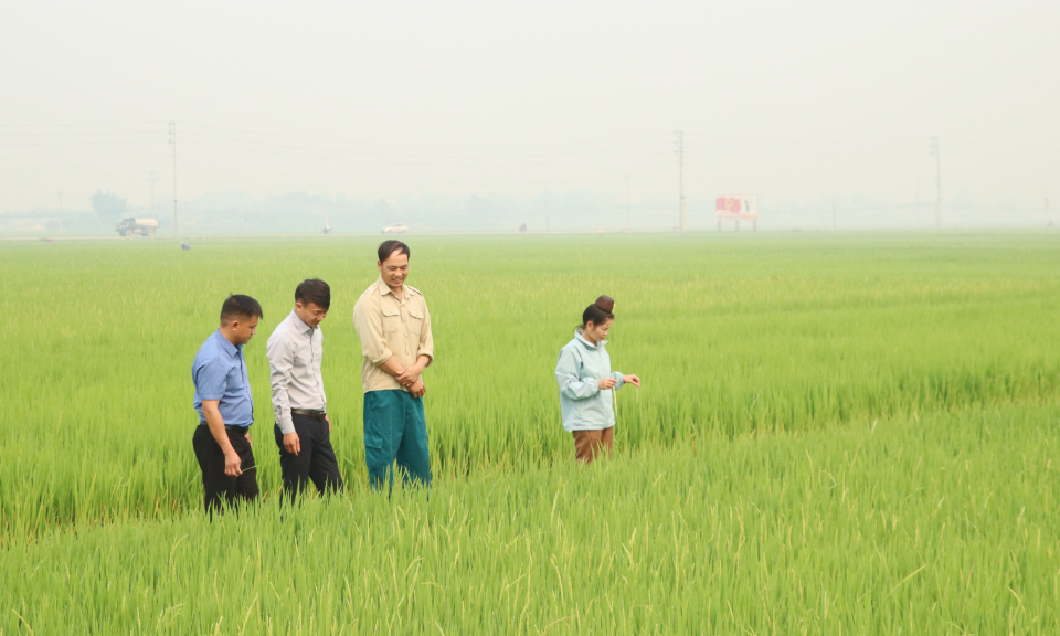 Đảm bảo nước tưới phục vụ sản xuất 