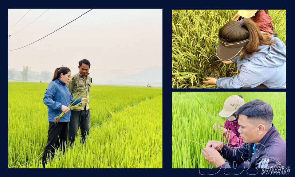 Gần 55% diện t&iacute;ch l&uacute;a ở Mường Ảng nhiễm sinh vật g&acirc;y hại