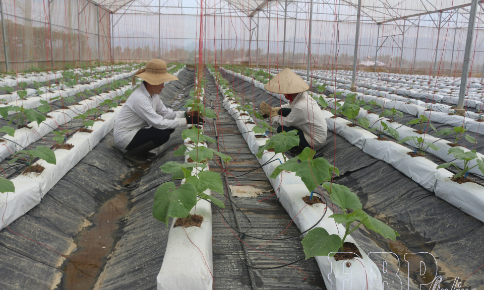 Nh&acirc;n rộng m&ocirc; h&igrave;nh trồng rau an to&agrave;n