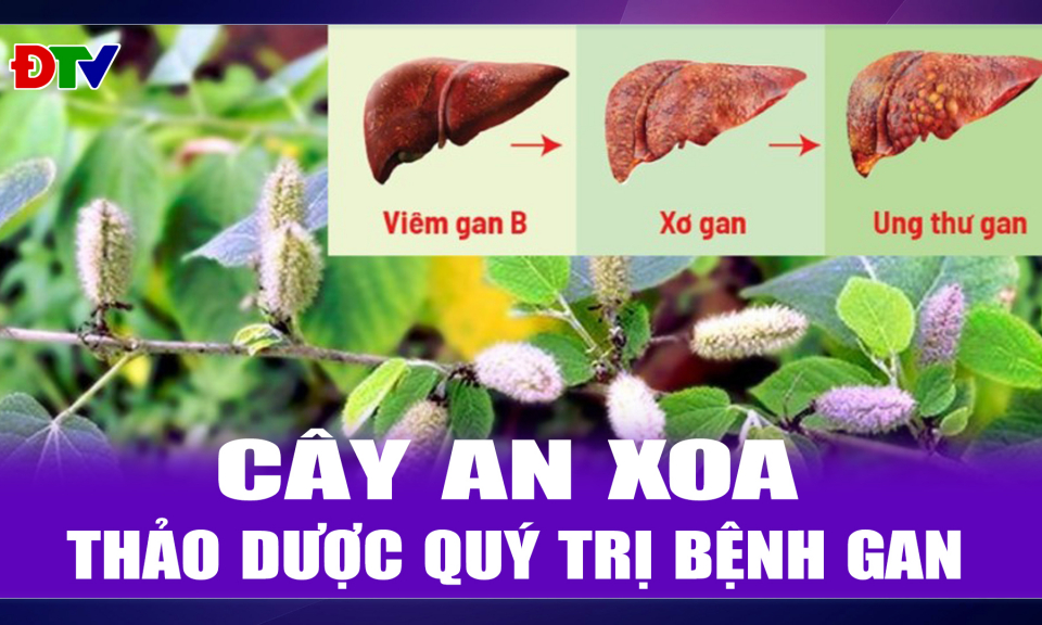 C&acirc;y an xoa, thảo dược qu&yacute; trị bệnh gan