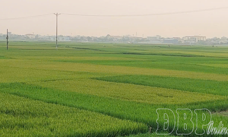 Vị ngọt đất Mường Thanh