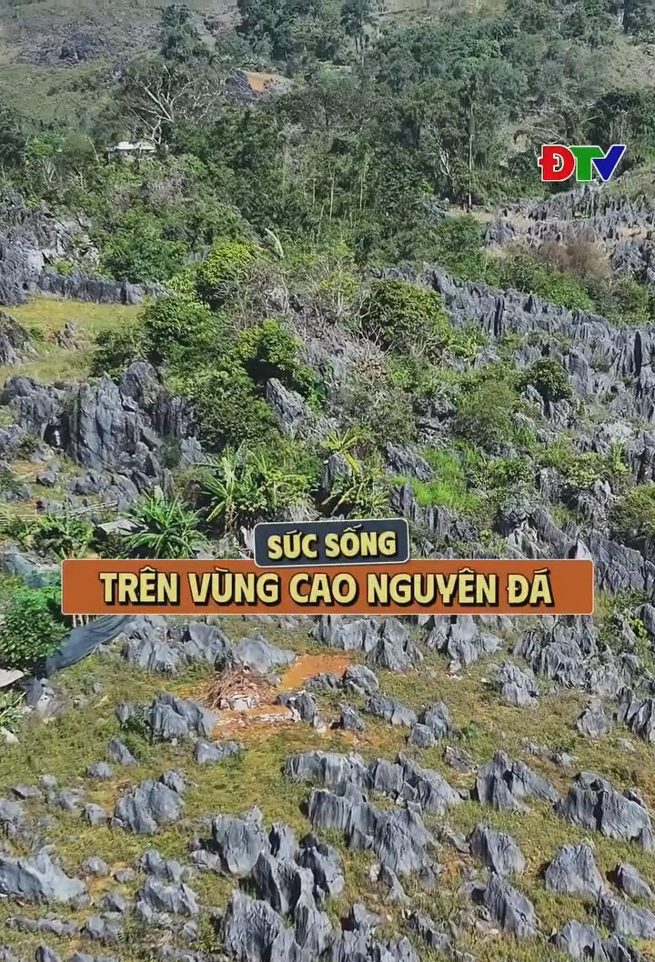 Sức sống tr&ecirc;n v&ugrave;ng cao nguy&ecirc;n đ&aacute;
