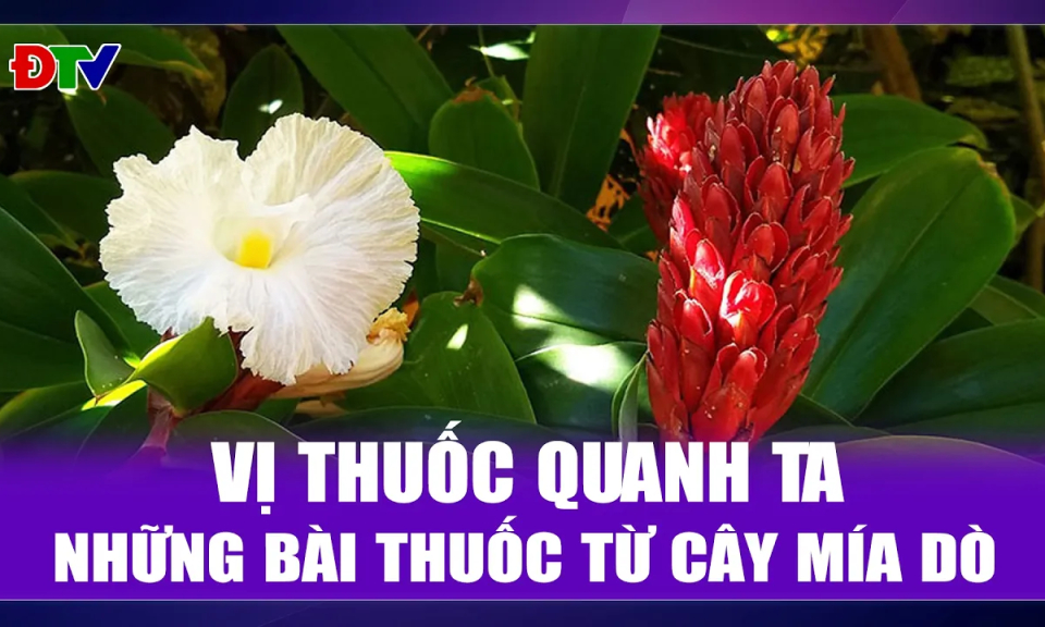 Những b&agrave;i thuốc từ c&acirc;y m&iacute;a d&ograve;