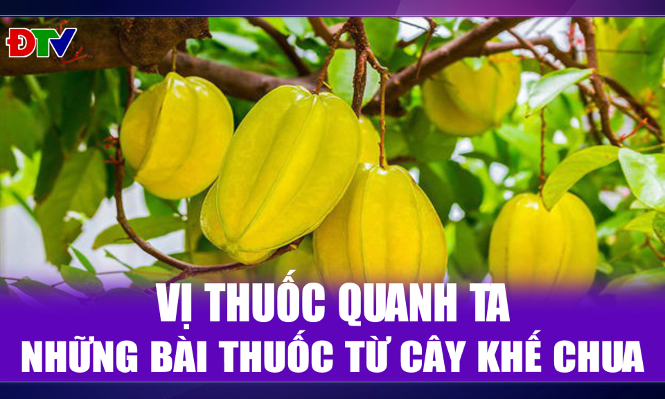 Những b&agrave;i thuốc từ c&acirc;y khế chua