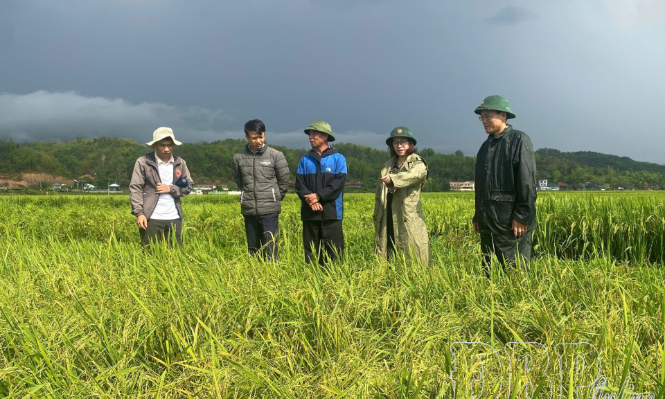 "Xanh nh&agrave; hơn gi&agrave; đồng"