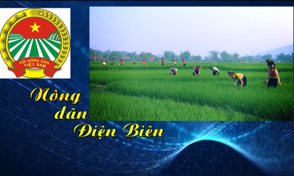 N&ocirc;ng d&acirc;n Điện Bi&ecirc;n (Ng&agrave;y 11-5-2026)