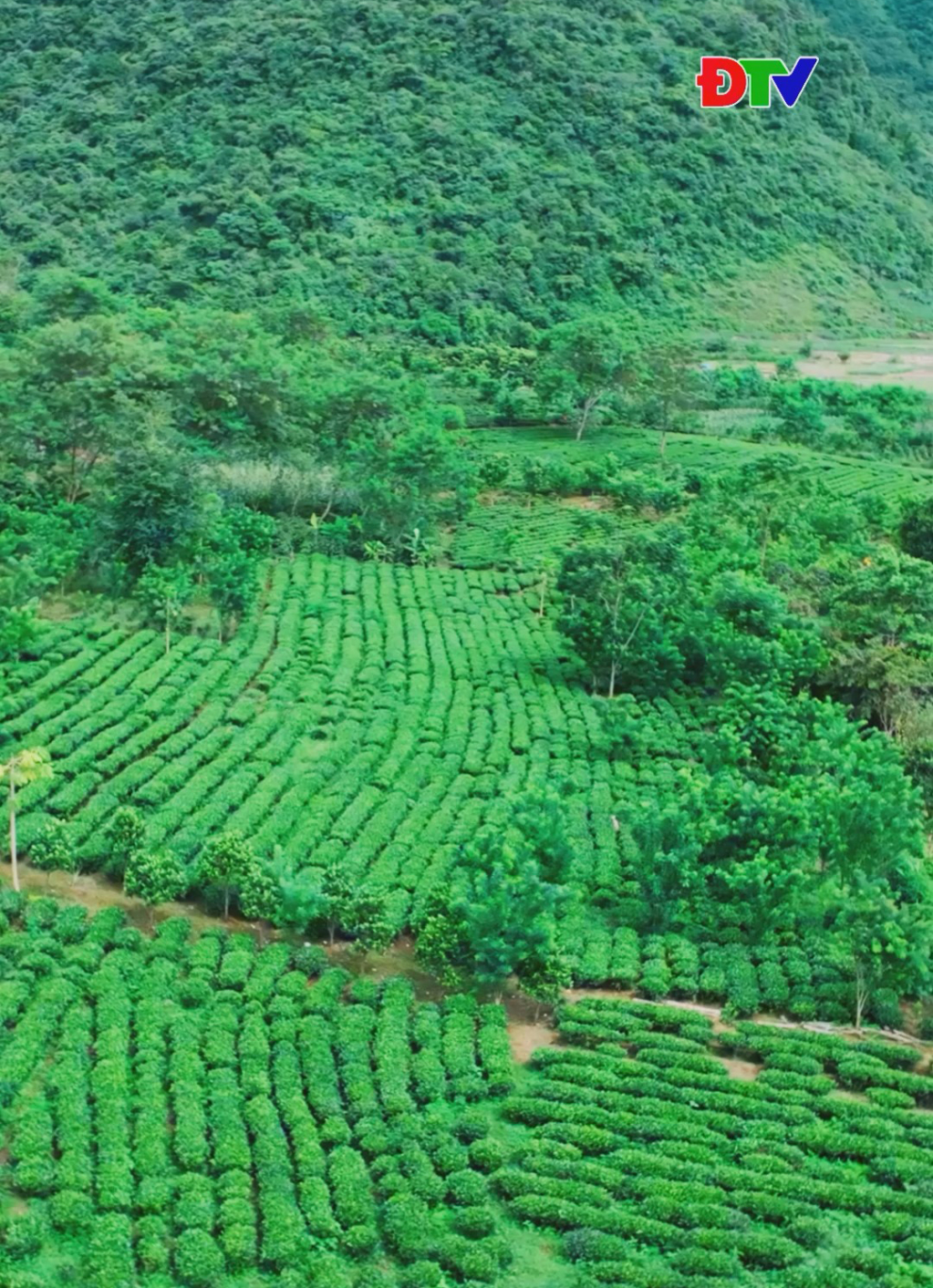Liên kết tới video ngắn về cảnh bình minh trên đồi chè ở xã Mường Lạn