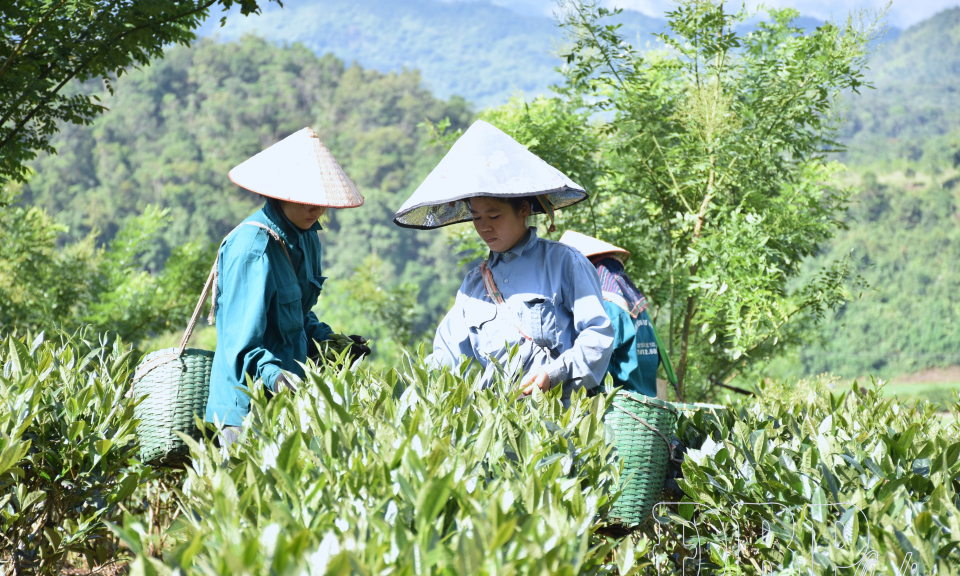 Ảnh minh họa của bài nguồn «Hương chè Điện Biên bay xa». Ảnh: Báo và Phát thanh, Truyền hình Điện Biên (hiển thị trực tiếp từ trang nguồn)